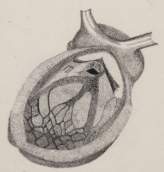 J Tinkelenberg, Part of the heart and circulatory system