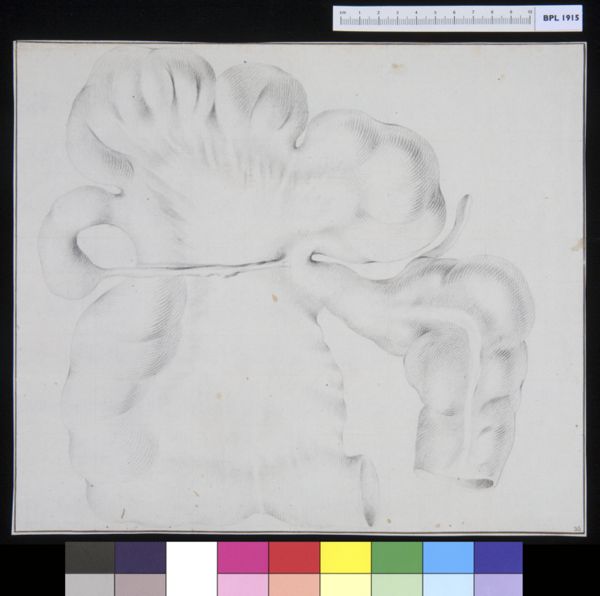 M Houtman, Intestines