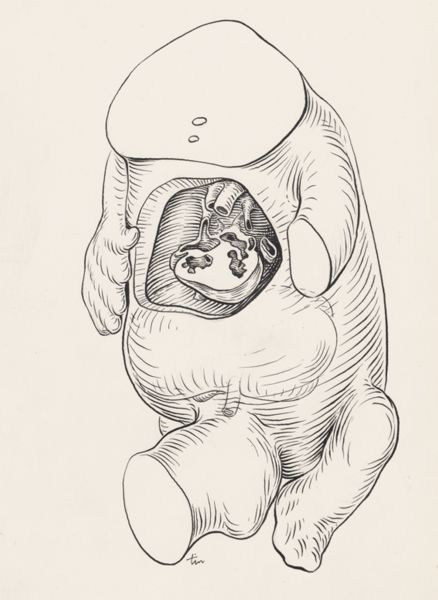 J Tinkelenberg, Tissue of the human embryo