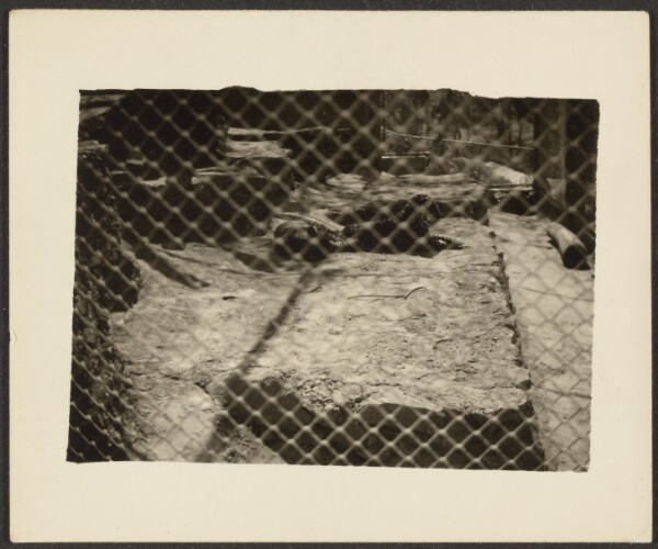Louis Fleckenstein, [Looking through Fence at Wild Cats in cage]
