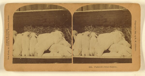 Benjamin West Kilburn, Pighood's Sweet Repose.