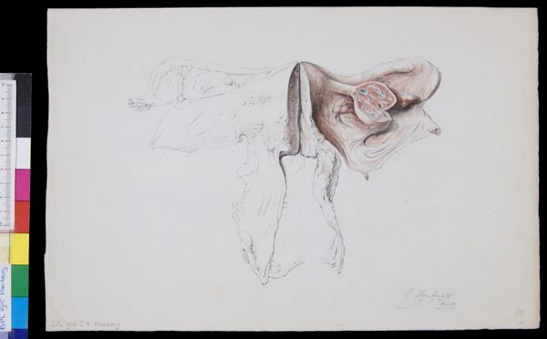 Tiemen Hooiberg, Female reproductive system
