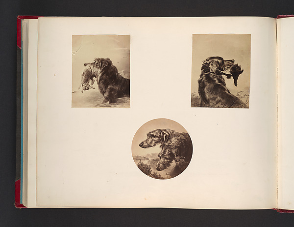 John Thomson, [Dogs]