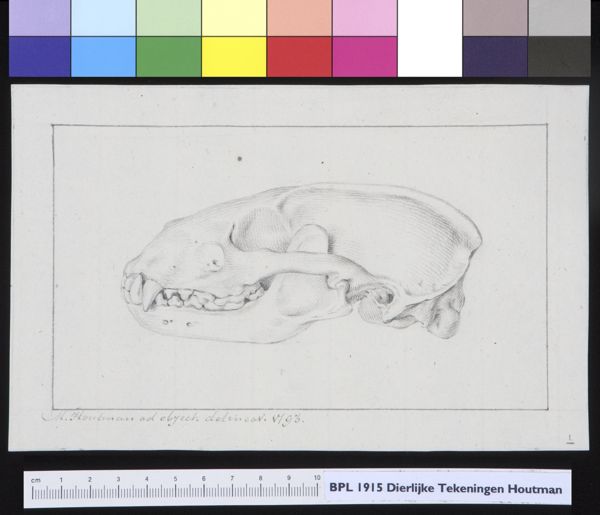 M Houtman, Animals: skull