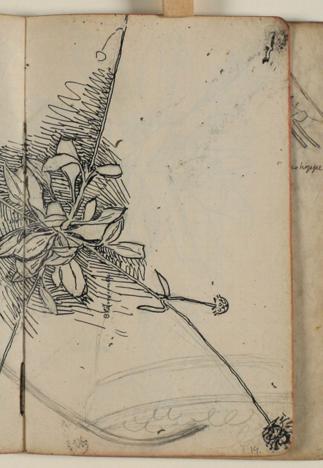 Niels Larsen Stevns, Plantestudie