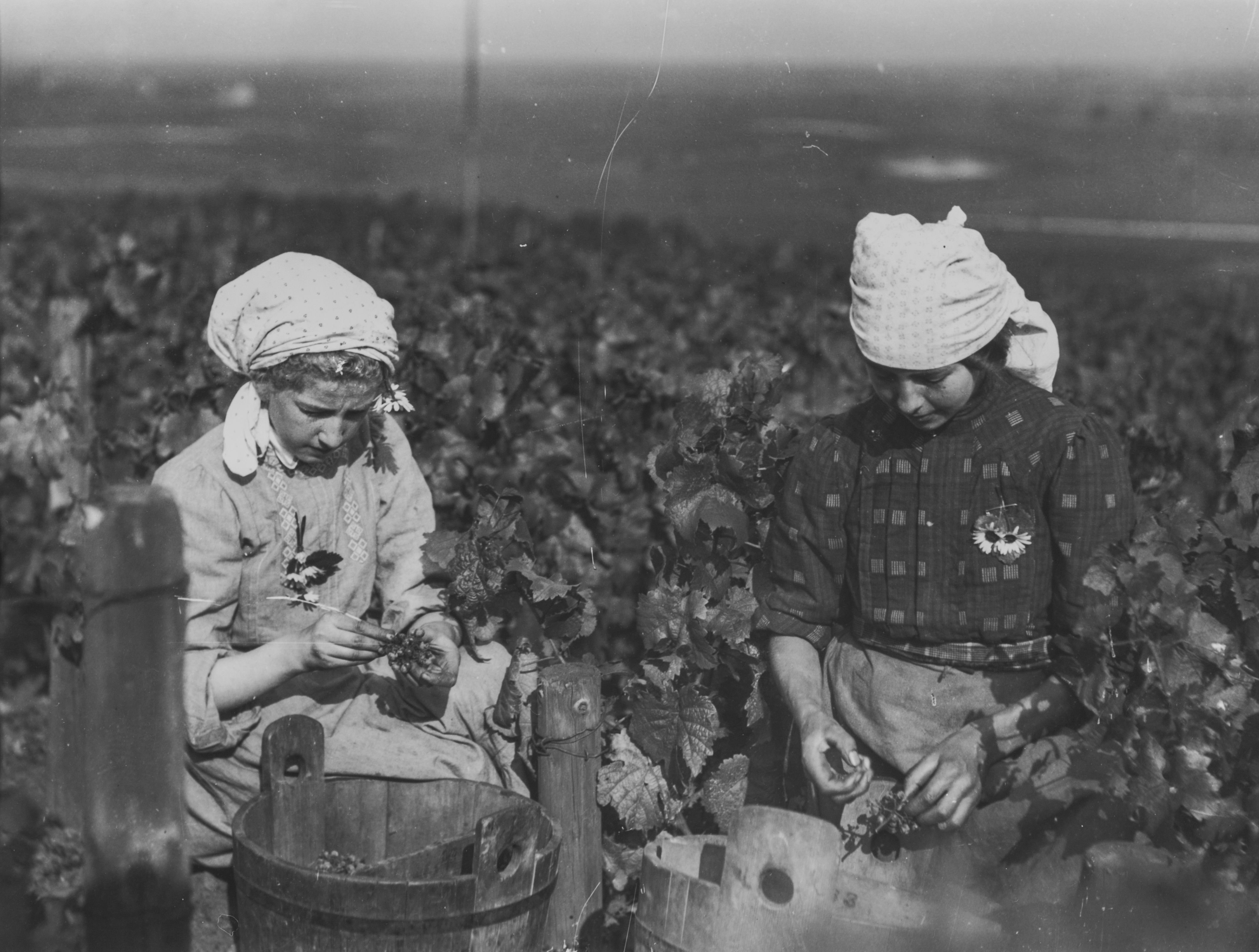 Heinrich Strieffler, Historische Fotografie: Auslese edelfauler Trauben bei der Weinlese