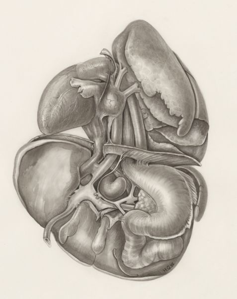 H.G Wetselaar, Heart and adjacent organs
