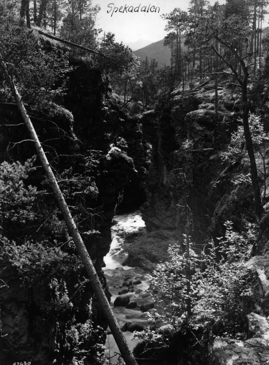 Anders Beer Wilse, Spekedalen, Brydal