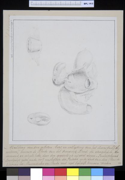 M Houtman, Anus and genitals (female)