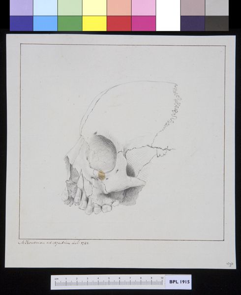 M Houtman, Upper jaw (maxilla)