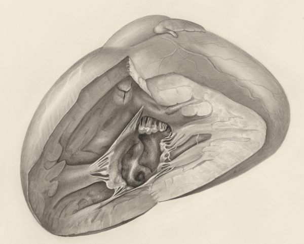 H.G Wetselaar, Heart