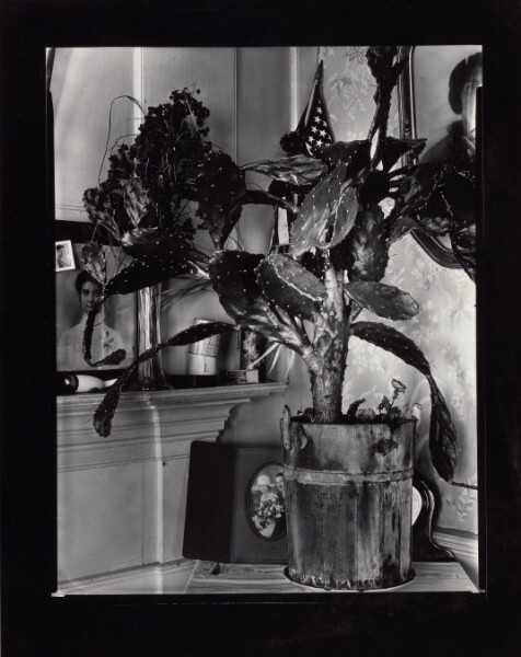 Walker Evans, [The Cactus Plant]/[Interior Detail of a Portuguese House, Truro, Massachusetts]