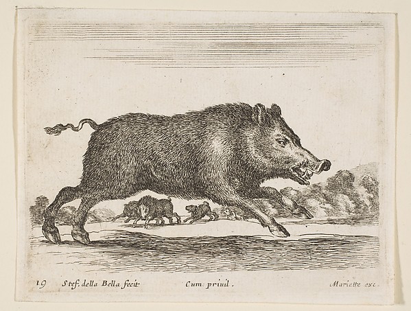 Stefano della Bella, Wild boar, plate 19 from "Various Animals" (Diversi Animali)