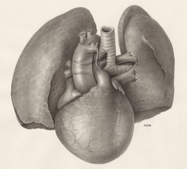H.G Wetselaar, Heart and adjacent organs