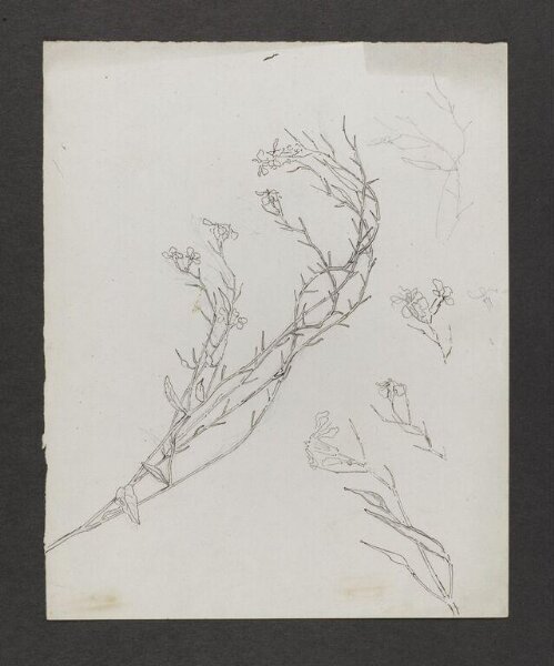 Potter, Beatrix, drawing