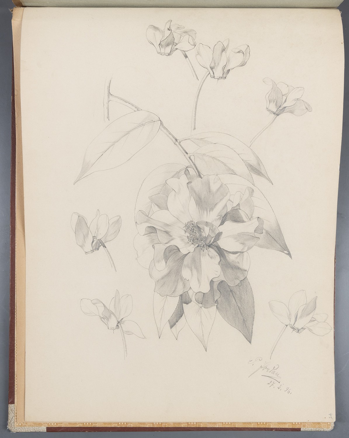 Paul Jordan, Blüten: Päonie, Alpenveilchen