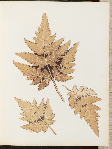 Unknown, [Photo Collage of Foliage]
