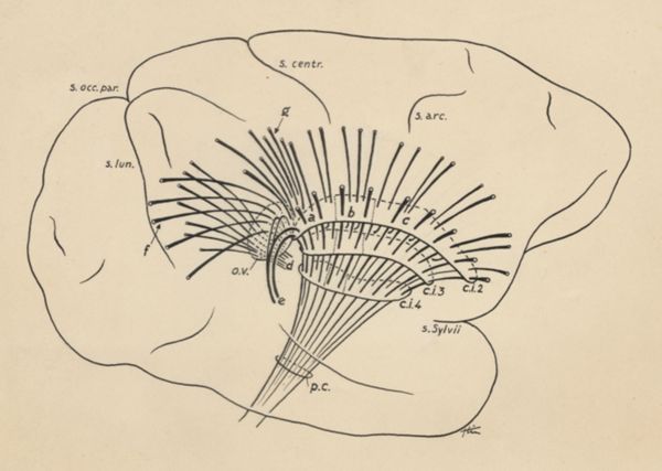 J Tinkelenberg, Part of the central nervous system