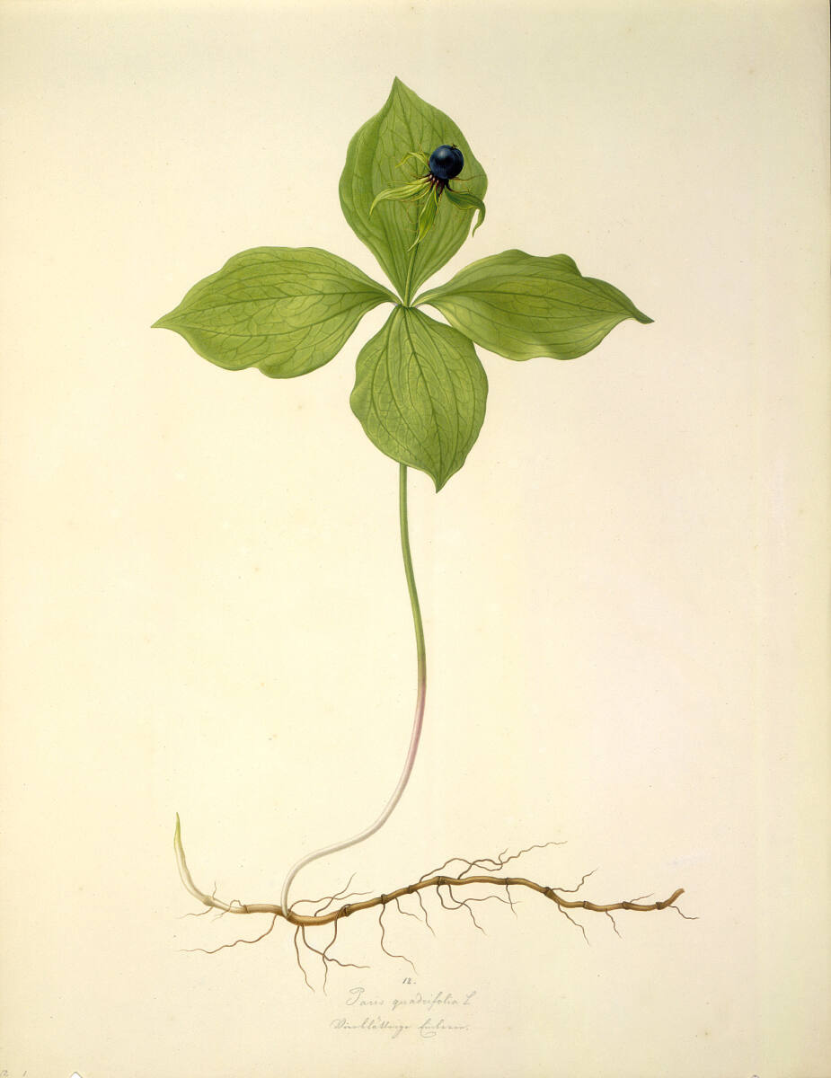 AugustRokert, Paris quadrifolia L - Vierblättrige Einbeere