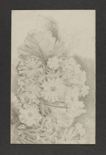 Potter, Beatrix, drawing