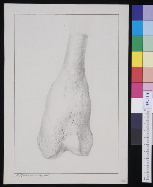 M Houtman, Bone from either an arm or leg