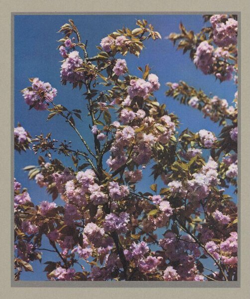Hinde, John Wilfrid, Cherry Blossom