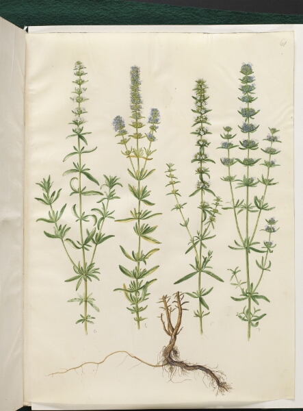 Hans Simon Holtzbecker, Hyssopus officinalis (ægte isop)