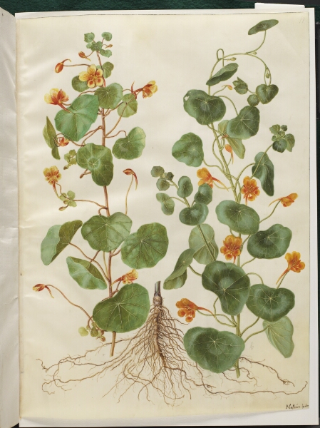 Hans Simon Holtzbecker, Tropaeolum minus (lille blomsterkarse)