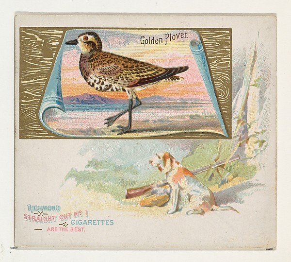 Allen & Ginter, Golden Plover, from the Game Birds series (N40) for Allen & Ginter Cigarettes