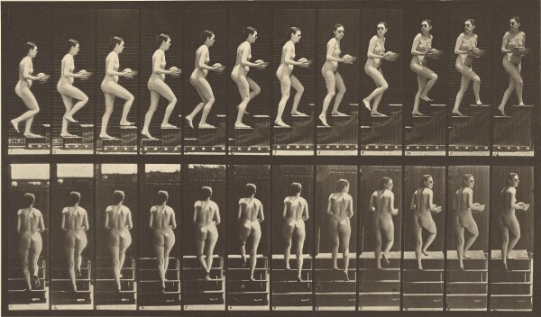 Eadweard J. Muybridge, Animal Locomotion