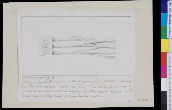 M Houtman, Cervix, nerves