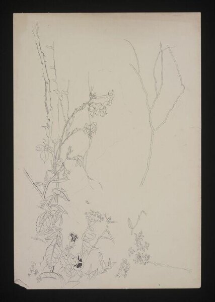 Beaton, Cecil (Sir), Drawing