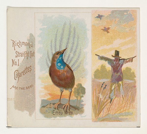 Allen & Ginter, Emeu Wren, from the Song Birds of the World series (N42) for Allen & Ginter Cigarettes