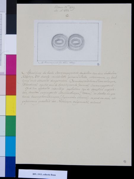 M Houtman, Animals: conjoined eyes of calf with two heads