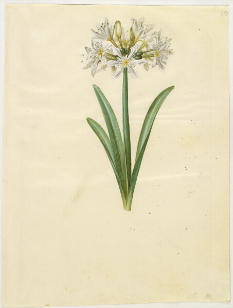 Hans Simon Holtzbecker, Pancratium Illyricum (småblomstret strandlilje)