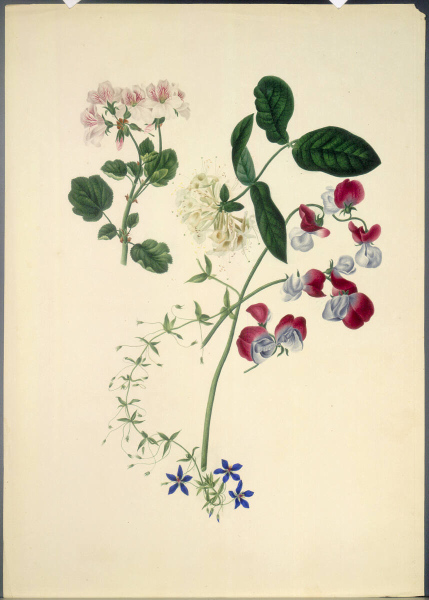 KatharinaFreiinvonRöthlein, Pelargonie, Blauer Gauchheil, Gartengeißblatt, Duftwicke