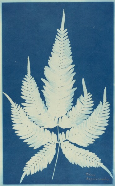Unknown, Pteris Aspericaulis