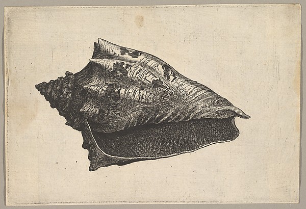 Wenceslaus Hollar, Shell: Hebrew Volute (Voluta ebraea L)