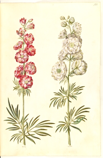 Hans Simon Holtzbecker, Consolida ajacis (have-ridderspore)