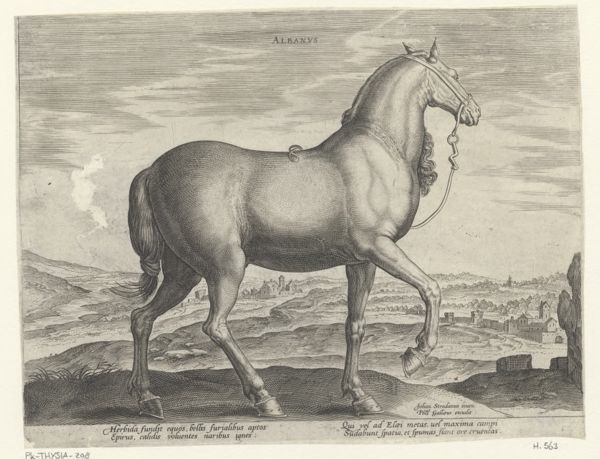 Collaert, Hans, (approximately 1530-1581), (printmaker), The stable of Don Juan of Austria: Albanus