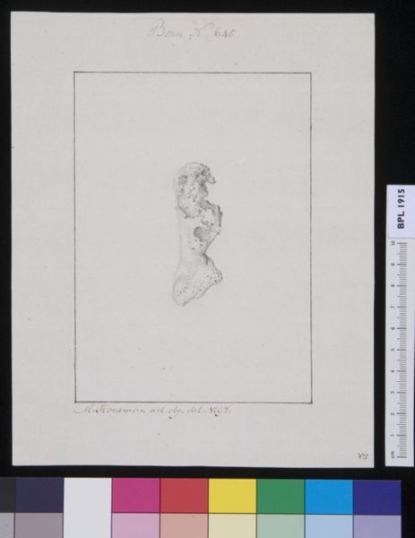 M. Houtman, Unidentified bone