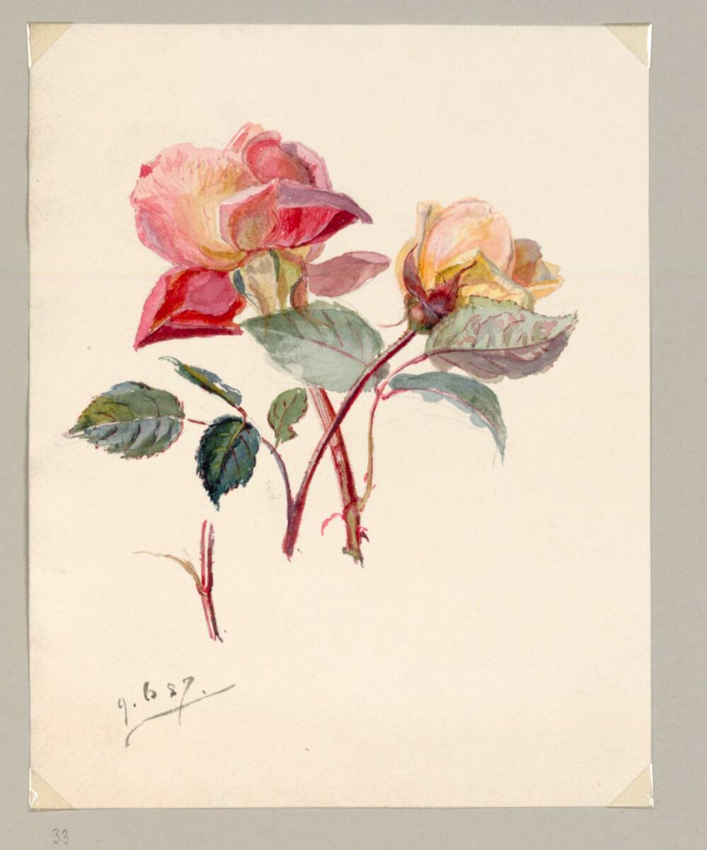MarieLippert-Hoerner, Zwei Rosen