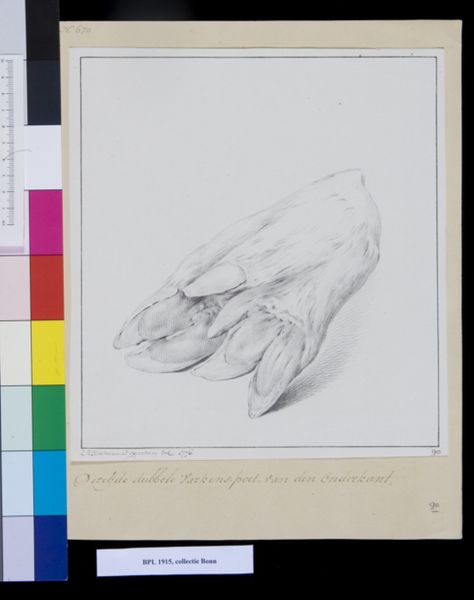 M Houtman, Animals: double leg of a pig