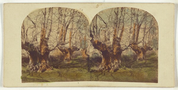 Unknown, The Celebrated Burnham Beeches.