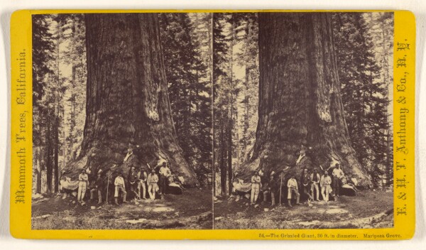 Edward and Henry T. Anthony & Co., The Grizzled Giant, 30 ft. in diameter. Mariposa Grove.