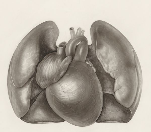 H.G Wetselaar, Heart and adjacent organs