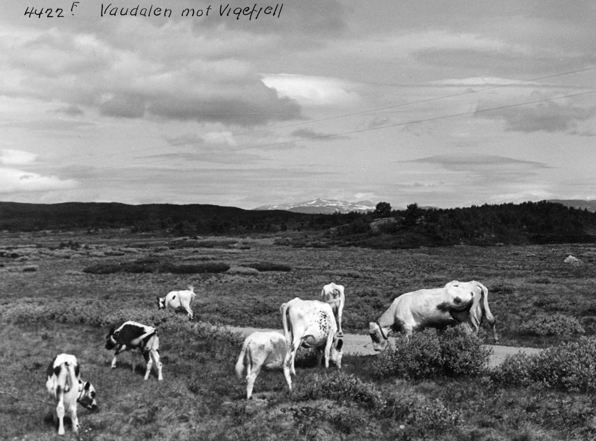Anders Beer Wilse, Topografi