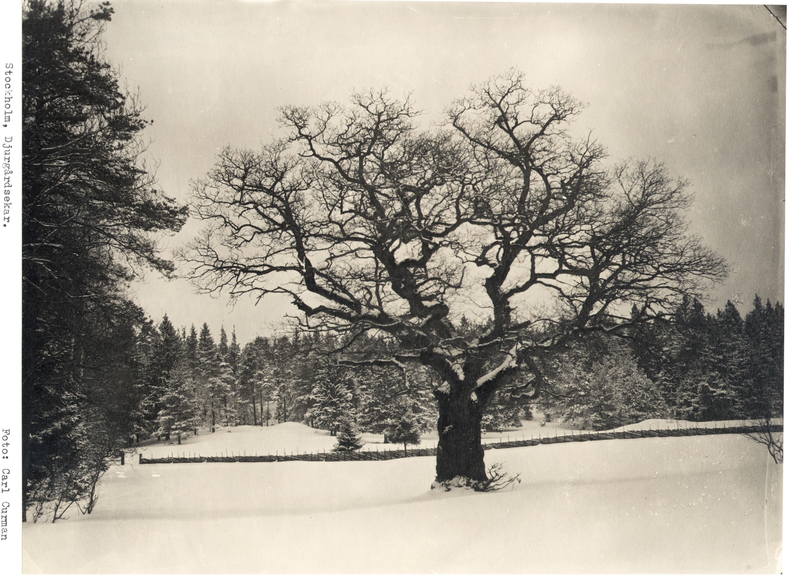 Carl Curman, Djurgården