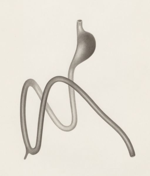 H.G Wetselaar, Digestive system