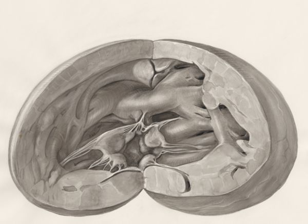 H.G Wetselaar, Heart